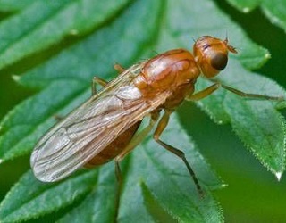 Морквяна муха найбільше шкодить на Поліссі та в передгір’ї Карпат